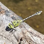 Ophiogomphus_cecilia_20220727_Alb